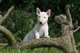 BULL TERRIER MINIATURE 174